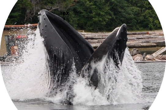 Ocean-Park-Whale